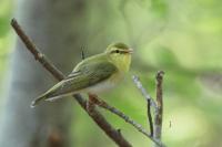 Phylloscopus sibilatrix