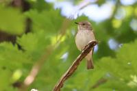 Muscicapa striata