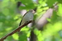 Muscicapa striata