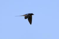 Hirundo rustica