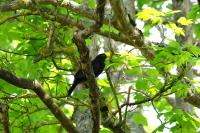 Turdus merula