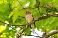 Fringilla coelebs
