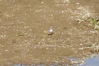 Charadrius dubius