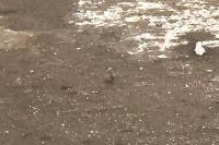 Charadrius dubius
