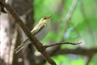 Phylloscopus sibilatrix
