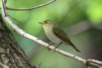 Phylloscopus sibilatrix