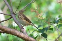 Anthus trivialis