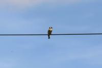 Carduelis carduelis
