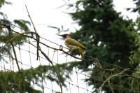 Picus viridis