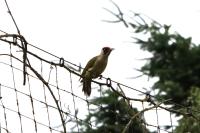 Picus viridis