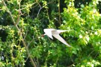 Sterna hirundo