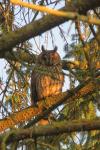 Asio otus