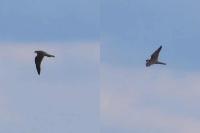 Falco subbuteo