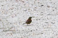 Emberiza cirlus