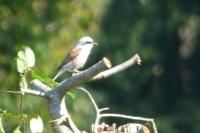 Lanius collurio