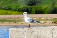 Chroicocephalus ridibundus