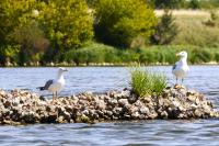 Larus michahellis