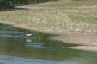 Pluvialis squatarola