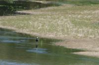 Pluvialis squatarola