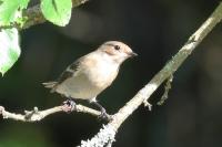 Ficedula hypoleuca