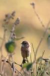Saxicola rubicola