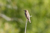 Saxicola rubetra