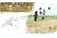 Haliaeetus albicilla