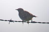 Lullula arborea