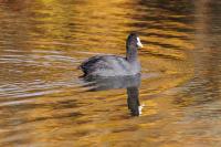 Fulica atra