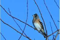 Fringilla montifringilla