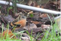 Fringilla montifringilla
