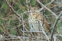Turdus philomelos