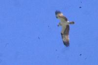 Pandion haliaetus