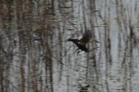 Rallus aquaticus
