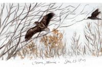 Haliaeetus albicilla