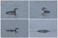 Gavia arctica