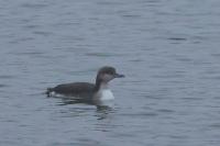 Gavia arctica