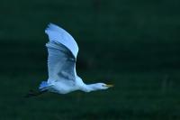 Bubulcus ibis