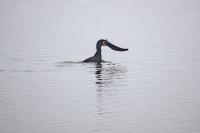 Phalacrocorax carbo