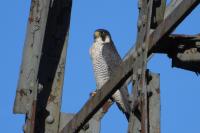 Falco peregrinus