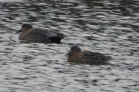 Mareca strepera