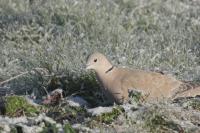 Streptopelia decaocto