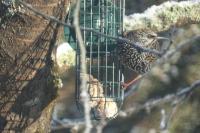 Sturnus vulgaris