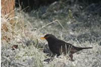 Turdus merula