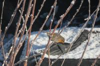 Erithacus rubecula