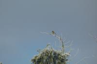 Fringilla coelebs