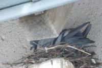 Columba livia