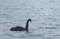 Cygnus atratus