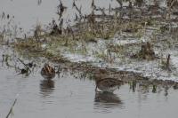 Gallinago gallinago