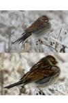 Emberiza schoeniclus